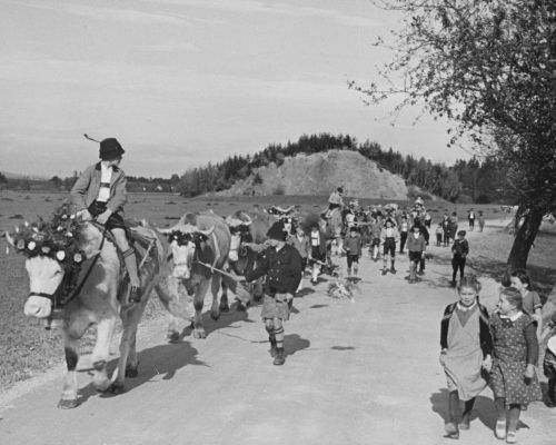 Ochsenritt © Bayerischer Landesverein für Heimatpflege e.V.